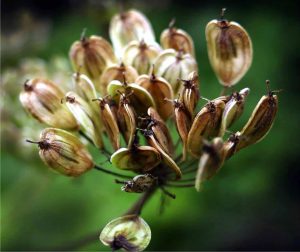 Scapriccio Ischia Brivido amaro anice